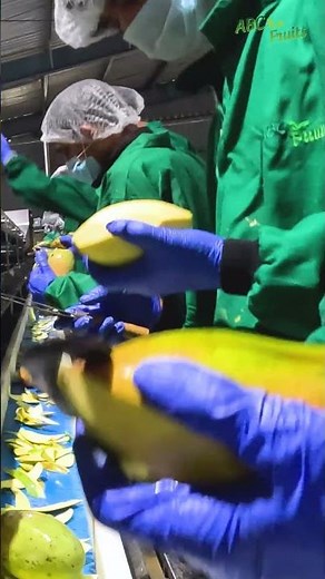 ABC Fruits IQF Mango Processing