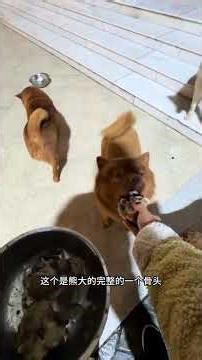 Rescued Border Collie's Second Chance: Biting Issues Solved