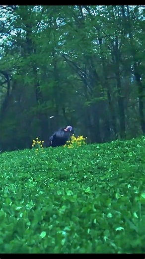 Best Gear for Turkey Season: Shotguns & Calls Tested #turkeyhunting #gobblerhunting #wildlife