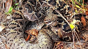 VIDEO: Largest venomous snake in U.S. spotted in waters off Florida Keys