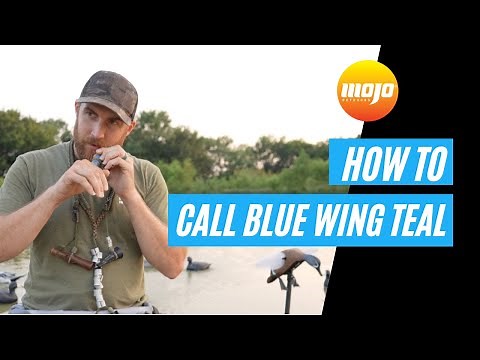 How-To Call Blue Wing Teal