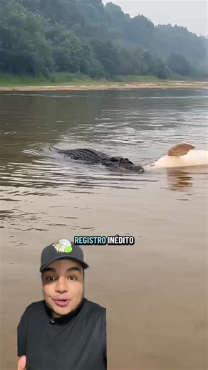 ¿Un caimán se come un delfín? Descúbrelo aquí