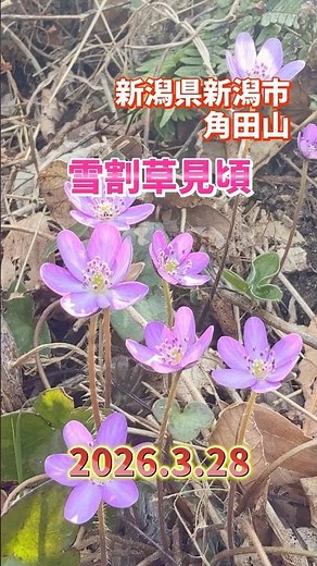 角田山 雪割草開花状況🌸2026