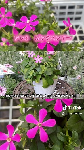 シレネピンクパンサーの育て方と管理方法