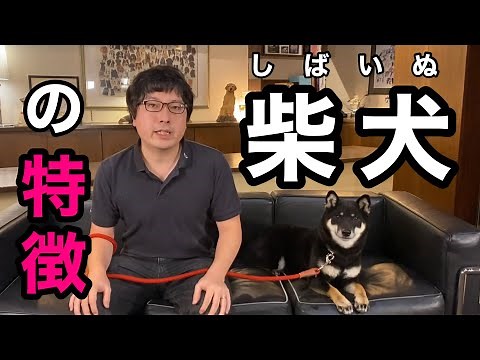 A pet shop manager explains the characteristics of Shiba Inu!