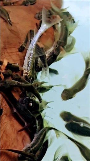 fish spa | #trending #chennaistudio