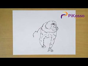 How to Draw Monkey Baboon step by step