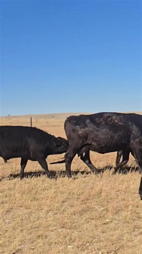 57K views · 422 reactions | That 700+ pound calf still nursing is really rough on the mother cow. They wean calves because she's trying to do both, raise a calf and grow one. #cow #tanch #baby | 1HandnFarming | Facebook