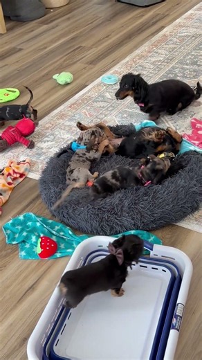 Doxie Puppy Playtime with Luke, Leia, Han & Chewy #puppy #dachshund #doxiedad #doglife #dog