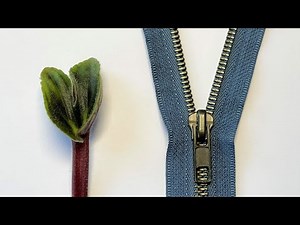 African Violets - Zippering, a.k.a. Fasciation