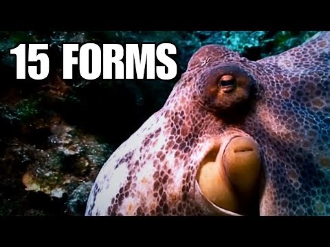 Mimic Octopus: Master of Disguise Revealed 🐙