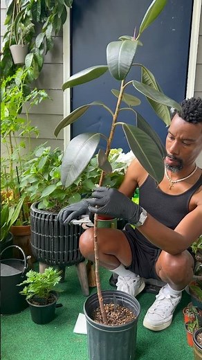 Propagating a ficus elastica rubber tree to make the leaves grow in more bushy #rubberplant