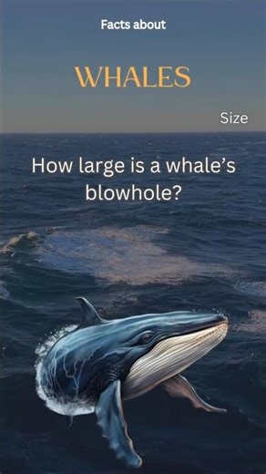 Whale Fact 32 - How large is a whale’s blowhole?