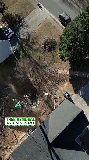 What is the average cost of tree removal in my area?