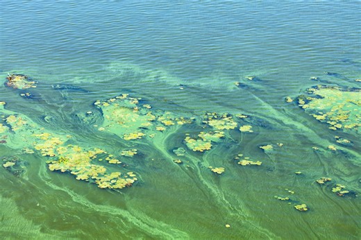 What to know about algal blooms at Lake Norman