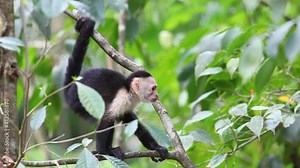 Wild White-faced Capuchin becoming agitated