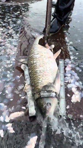 #Live fish killed now #Full catch of fish #Crane Dragon Lake Junge preserved fish #Only wi #aa6d3