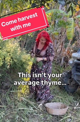 Discover Aussie Native Thyme and Bush Tucker Flavor