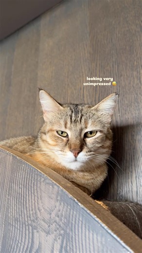 Meet some of the current cats at Java Whiskers White City 🐈 book to visit them through link in bio!