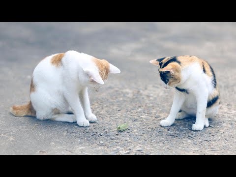 🐱✨ Curious Cats Meet a Bug! | Funny & Cute Animal Adventure for Kids