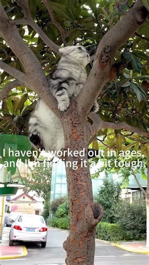 Cat: I'm teaching you to climb a tree—this is a demonstration!!#pets #funny #cat climbing trees