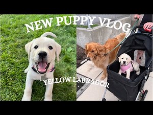 I GOT A PUPPY! Baby Yellow Lab’s first days| VLOG | 1st nail trim, strolling in the city + playing
