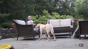 43K views · 281 reactions | Most pet owners know that chocolate can be toxic for dogs. But there are other common human foods that can also be dangerous or even deadly for your pup. | Consumer Reports | Facebook