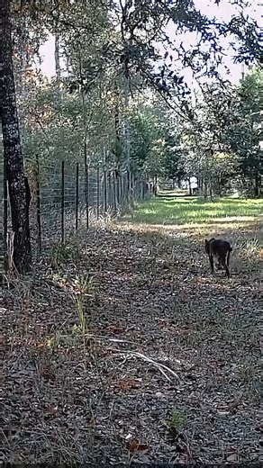 27K views · 313 reactions | Farm Fence vs FL Bobcat #wildlife #bobcat #wildcat Follow for More | Piney Grove Homestead and Mini Farm | Facebook