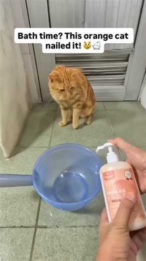 Cat farm on Instagram: "My cat’s bath time didn’t need tricks – just the right setup! Warm water, gentle shampoo, cozy towel… and this orange ball of fluff was ready to relax 😻 Who else’s kitty behaves only when it’s bath time? 😹 Comment “bath” and I’ll DM you the link to this must-have grooming gear! 💌 #CatBath #OrangeCat #CatGrooming #PetCareTips #CuteCats #CatLovers #CutierStore #KittyBathTime #PetProducts #CatParents"