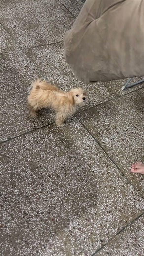 Such a cute baby ❤️☺️👌💕 #puppy #cockapoo #trending #cute #shortsfeed #pets #viral #nobatidao