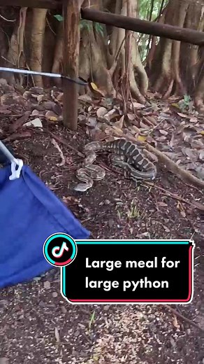 Snake eats large guinea fowl 😯 #snakecatcher #snake #big #huge #wildlife #reptile #animal #nature #australia #rescue #python