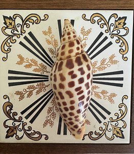 Rare Large Junonia Shell, Scaphella, 4.75 Inches, Rare Shell, Collector Item, Beach Decor, Home Decor, Vintage, A3 - Etsy