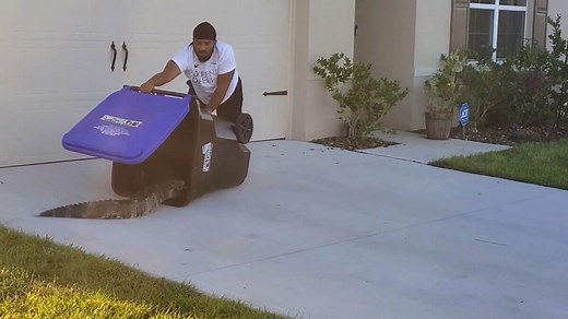 Florida Man Birthday September 30 - Admired for bravery, a Florida man uses a trash can to catch an alligator roaming the neighborhood