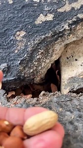 150K views · 8.1K reactions | Beauty of Nature #Respect      special Beautiful   | Beauty of Nature | Facebook