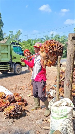 If you have a large oil palm fruit bunch, use this method to lift it.