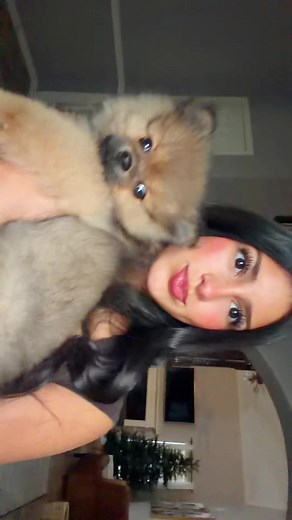 Pomeranian Lip Sync Performance: Draft from Tuesday