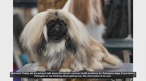 Top 10 Common Health Problems in Pekingese Dogs