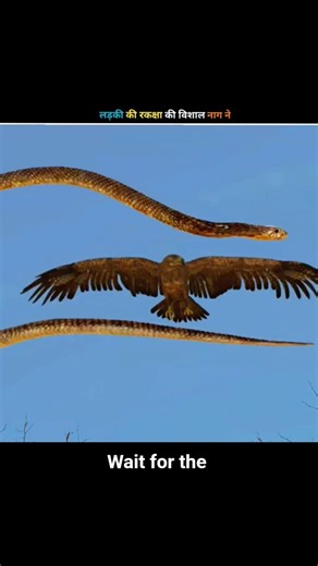 लड़की की रकक्षा की विशाल नाग ने #shorts