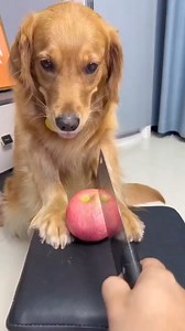 4.8K views · 112 reactions | Funny Moments....Meet Max, our goofy...