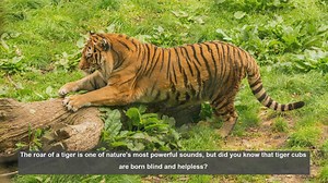 10 Surprising Facts About Tiger Cubs Survival