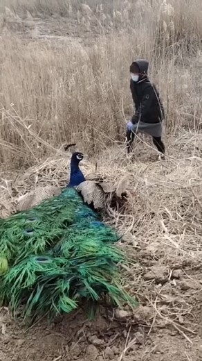 Funny animal on TikTok