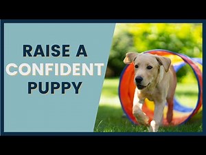 How to Socialize a Puppy Using 10 Fun Activites