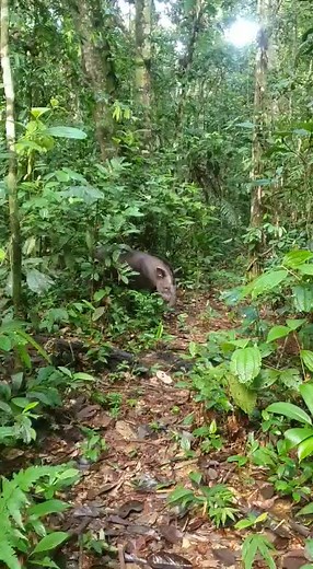 1.4K views · 23 reactions | What better way to celebrate World Tapir...