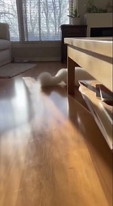 Snowbell Trying To Catching A Rat🐭