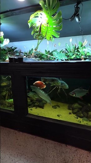 Future Monster Fish Needed for the 4500 Gallon Xingu River Aquarium
