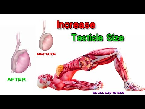 How to increase testicle size fast at home l Benefits of Kegel Exercise #testicles #pelvic #pelvis
