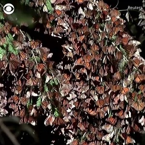 MONARCH MIGRATION: Millions of monarch butterflies have fluttered their way to a sanctuary in the Mexican state of Michoacan to escape the cold weather of Canada and the northern U.S. | CBS News