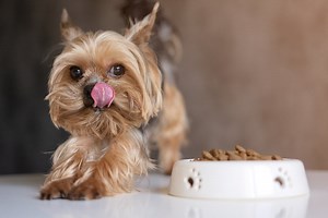 How to Choose Healthy Dry Dog Food