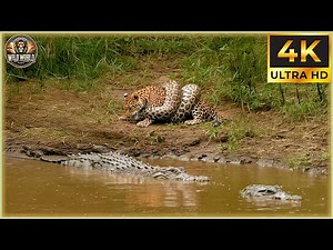 THE ANACONDA: Nature’s Silent Killer Strikes Without Warning! | Animal Documentary