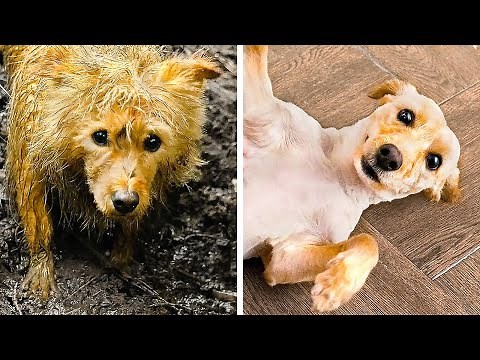 PAWSOME HACKS YOU WILL LOVE || RESCUE OF A HOMELESS DOG